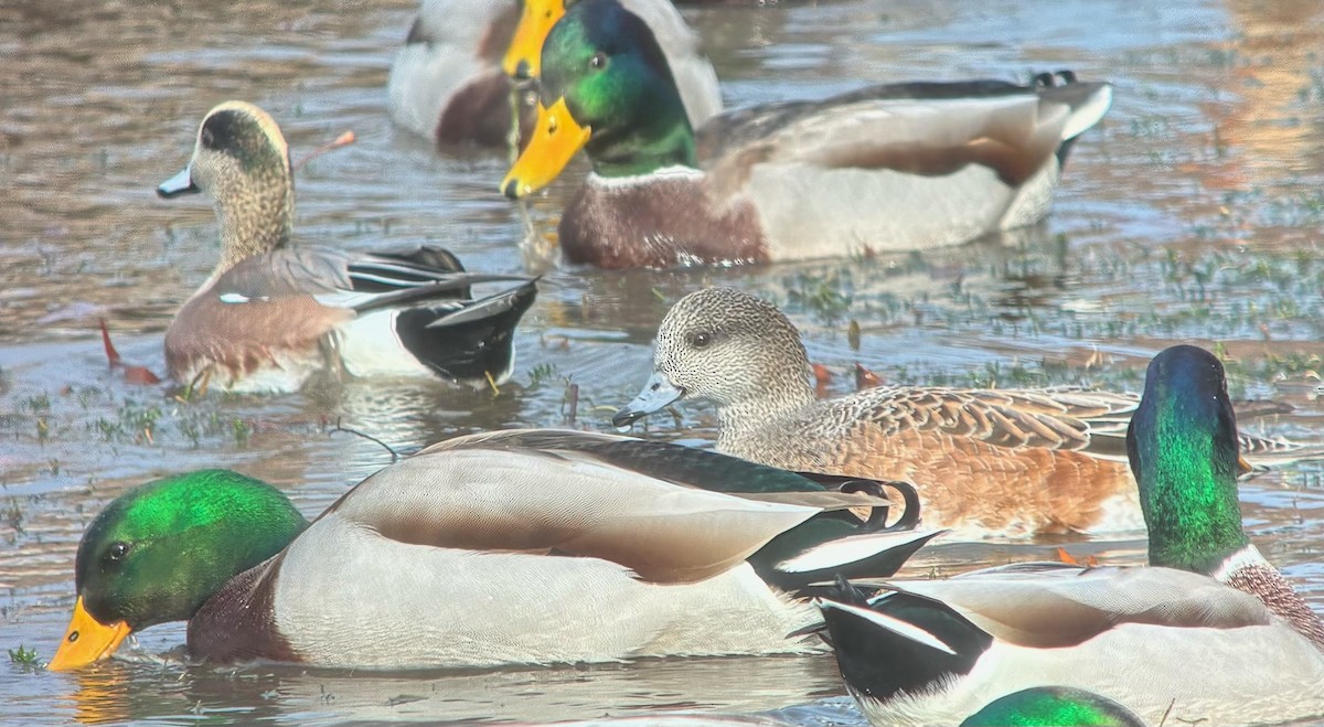 葡萄胸鴨 - ML644835423