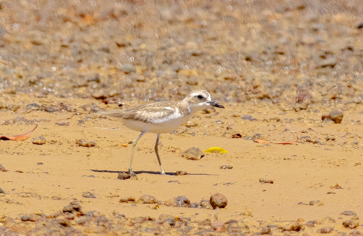 Greater Sand-Plover - ML644835435