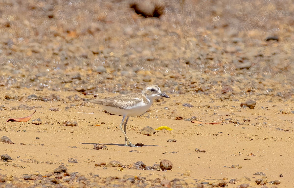 Greater Sand-Plover - ML644835436