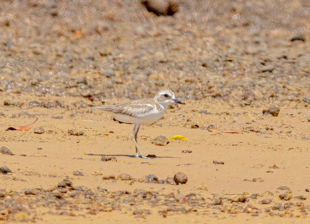 Greater Sand-Plover - ML644835437
