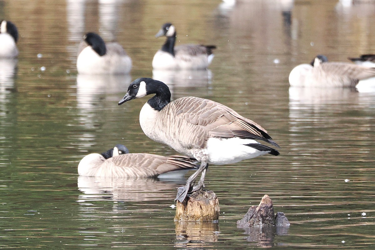 Canada Goose - ML644835467