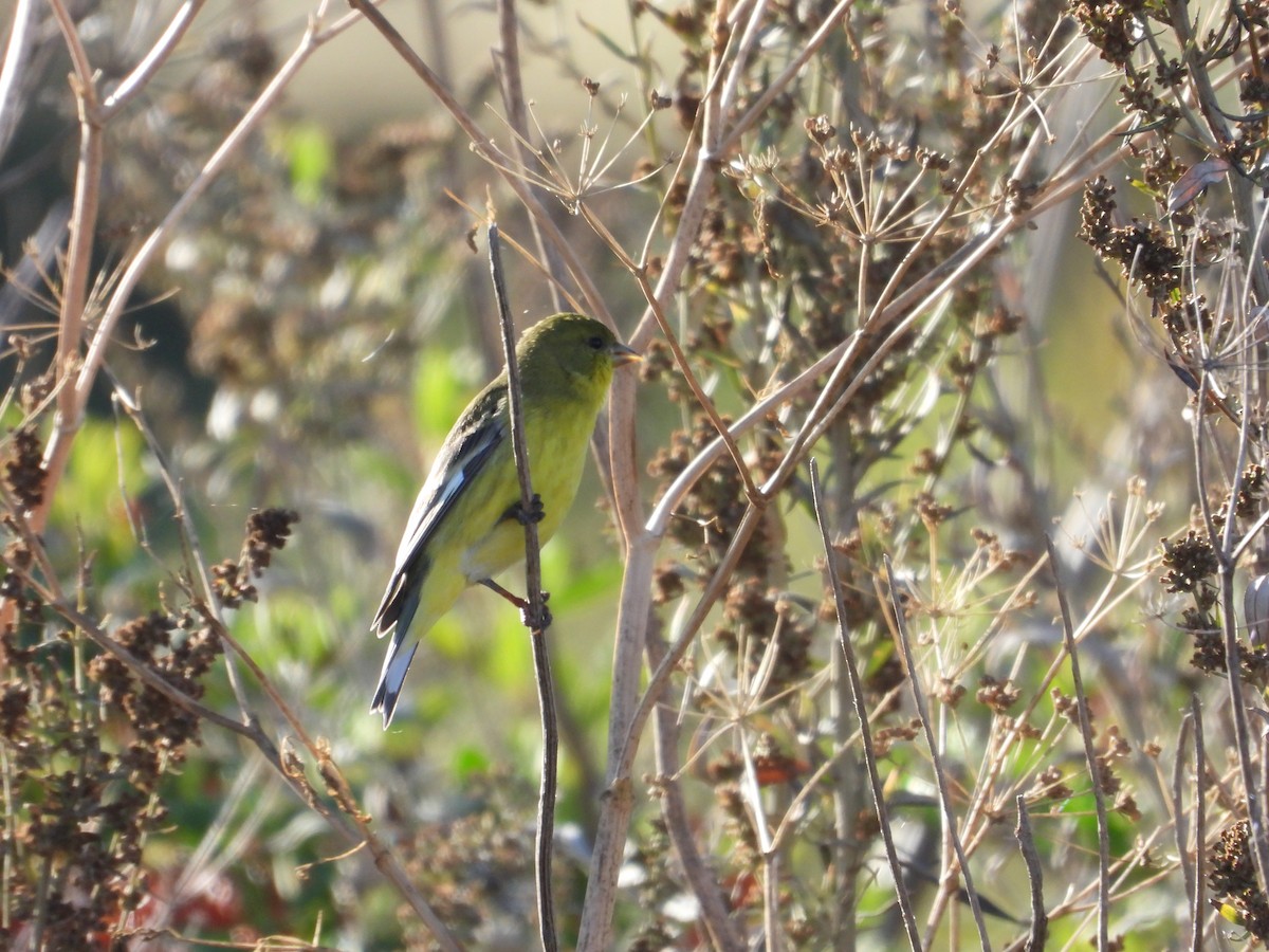 ヒメキンヒワ - ML644835468