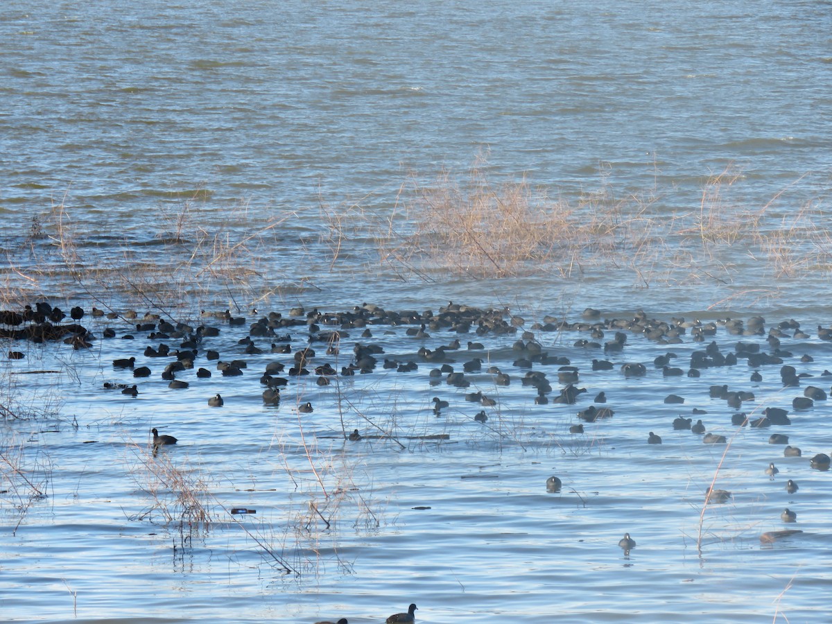 American Coot - ML644835469