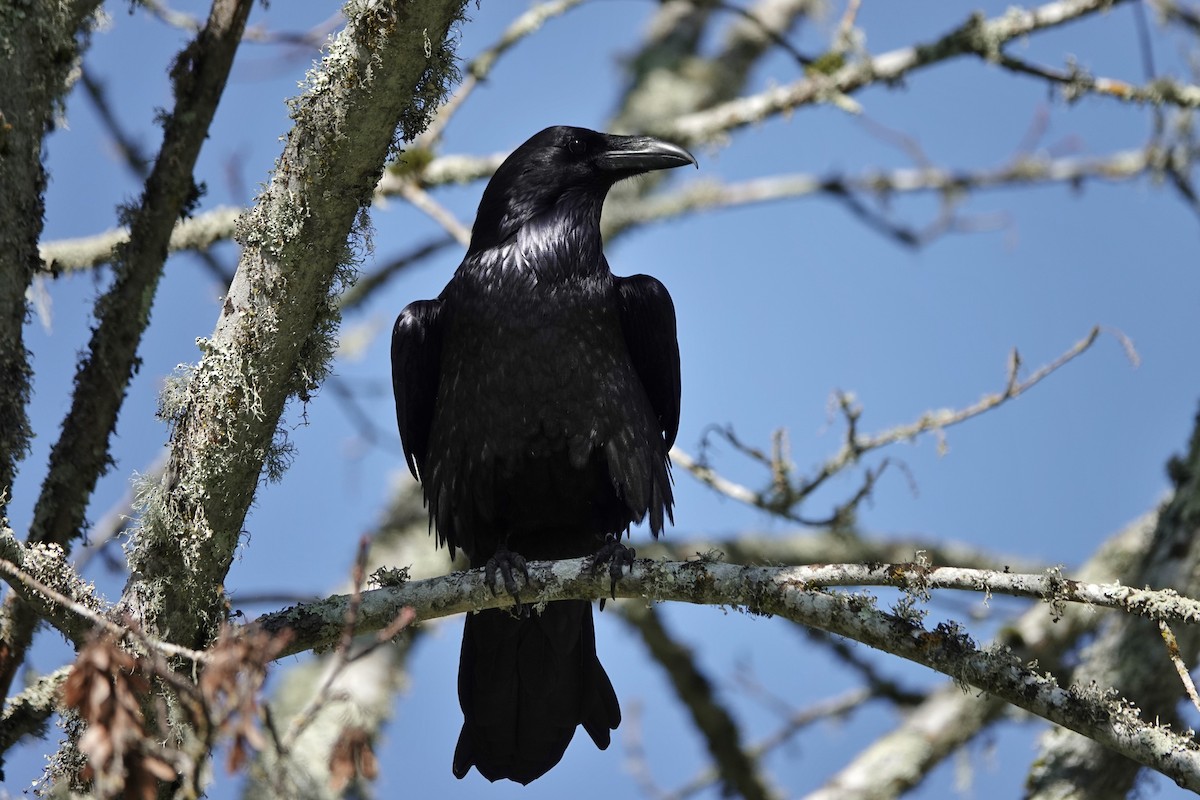 Common Raven - ML644835471