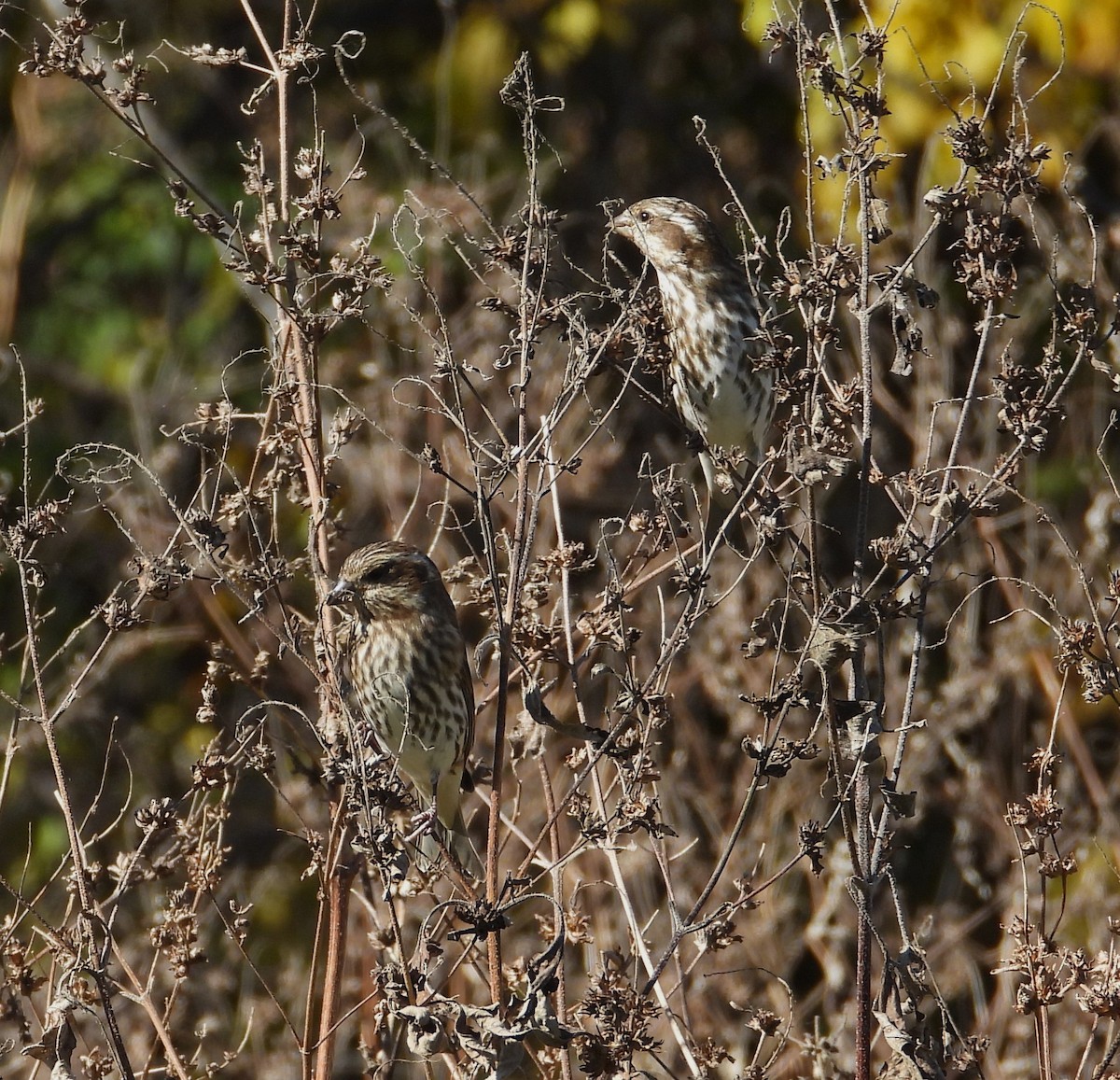Чечевиця кармінова - ML644835477