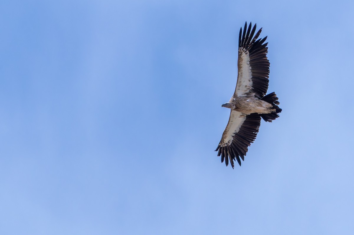 Schneegeier - ML644835478