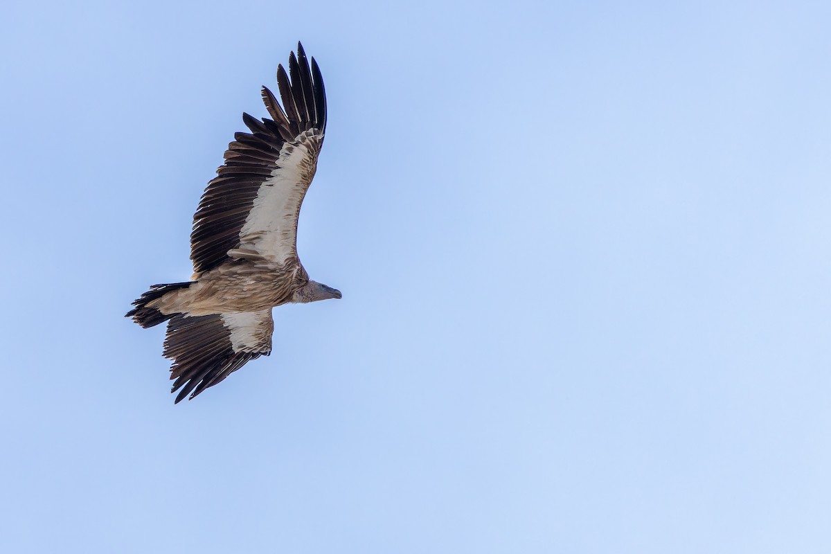 Schneegeier - ML644835479