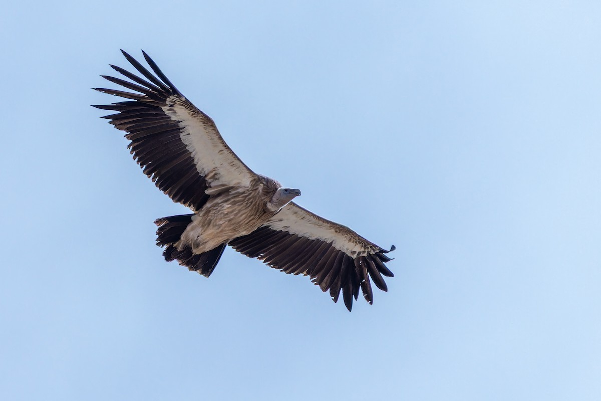 Schneegeier - ML644835481