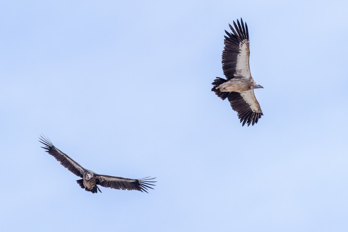 Schneegeier - ML644835482