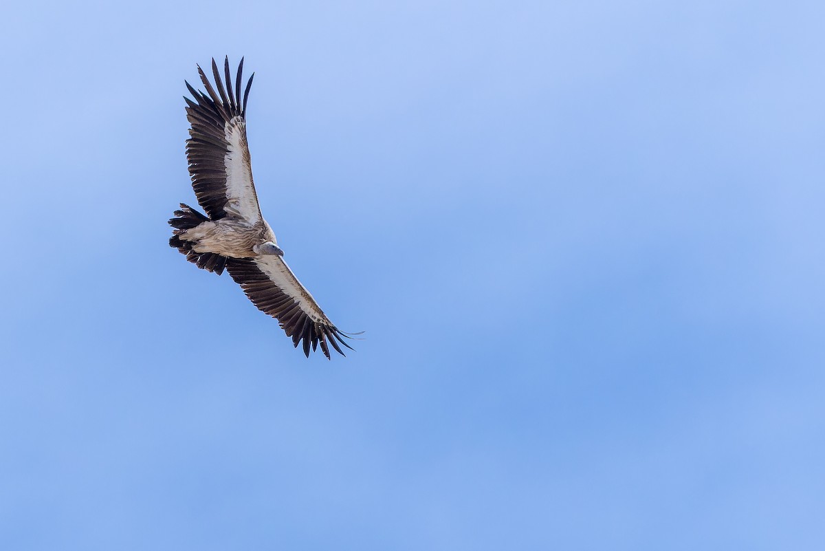 Schneegeier - ML644835483