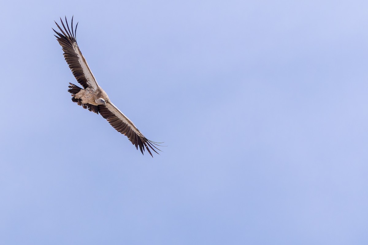 Schneegeier - ML644835484