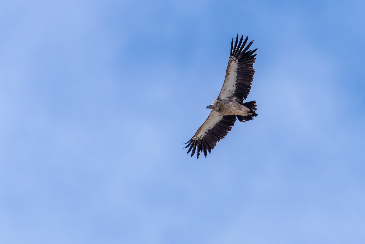 Schneegeier - ML644835485