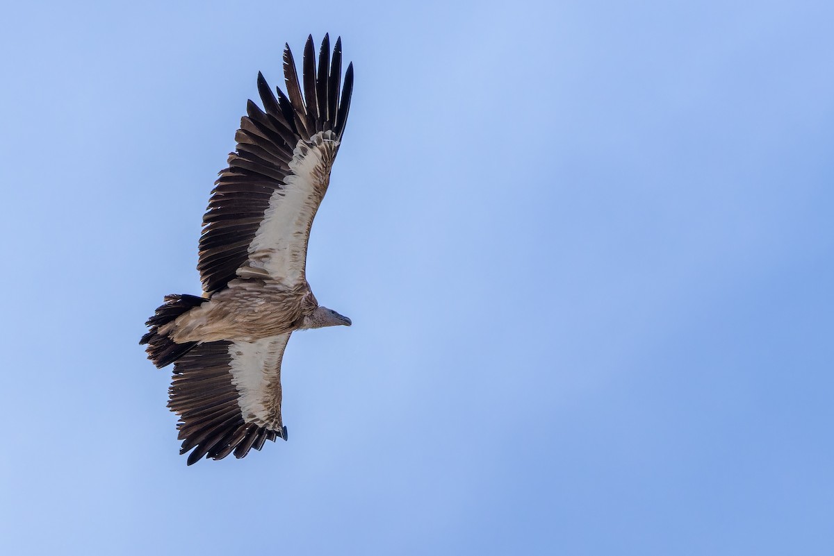 Schneegeier - ML644835486