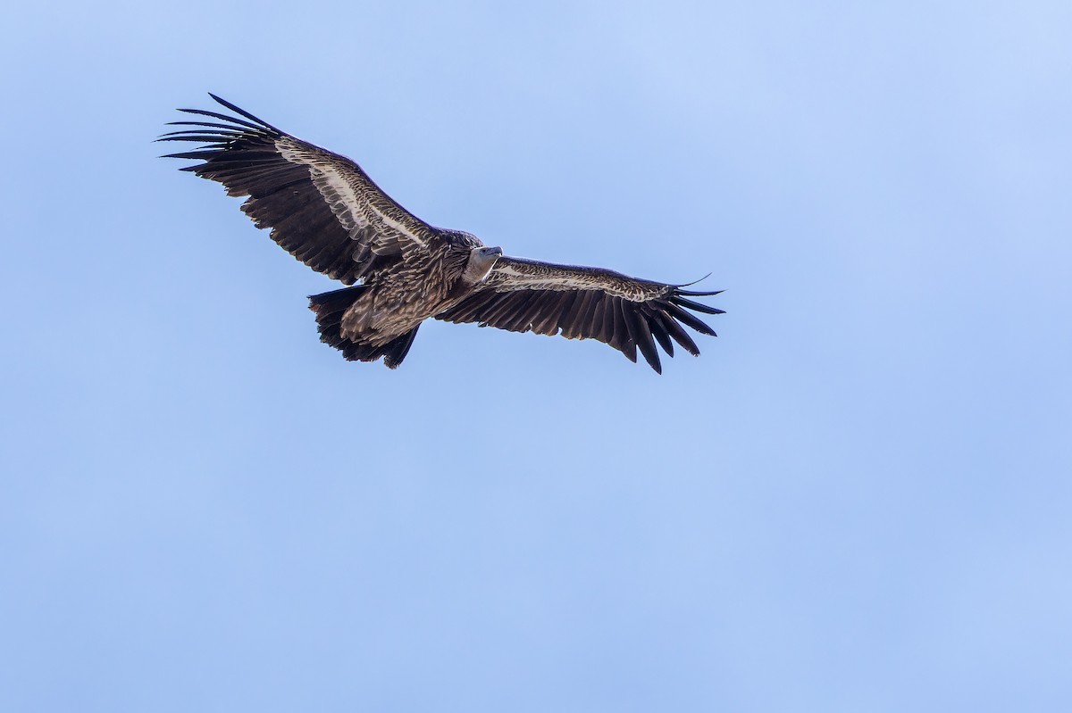 Schneegeier - ML644835487