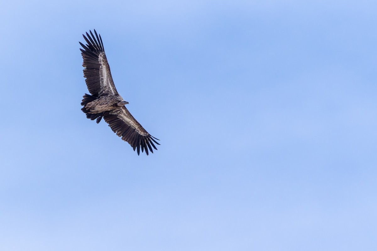 Schneegeier - ML644835488