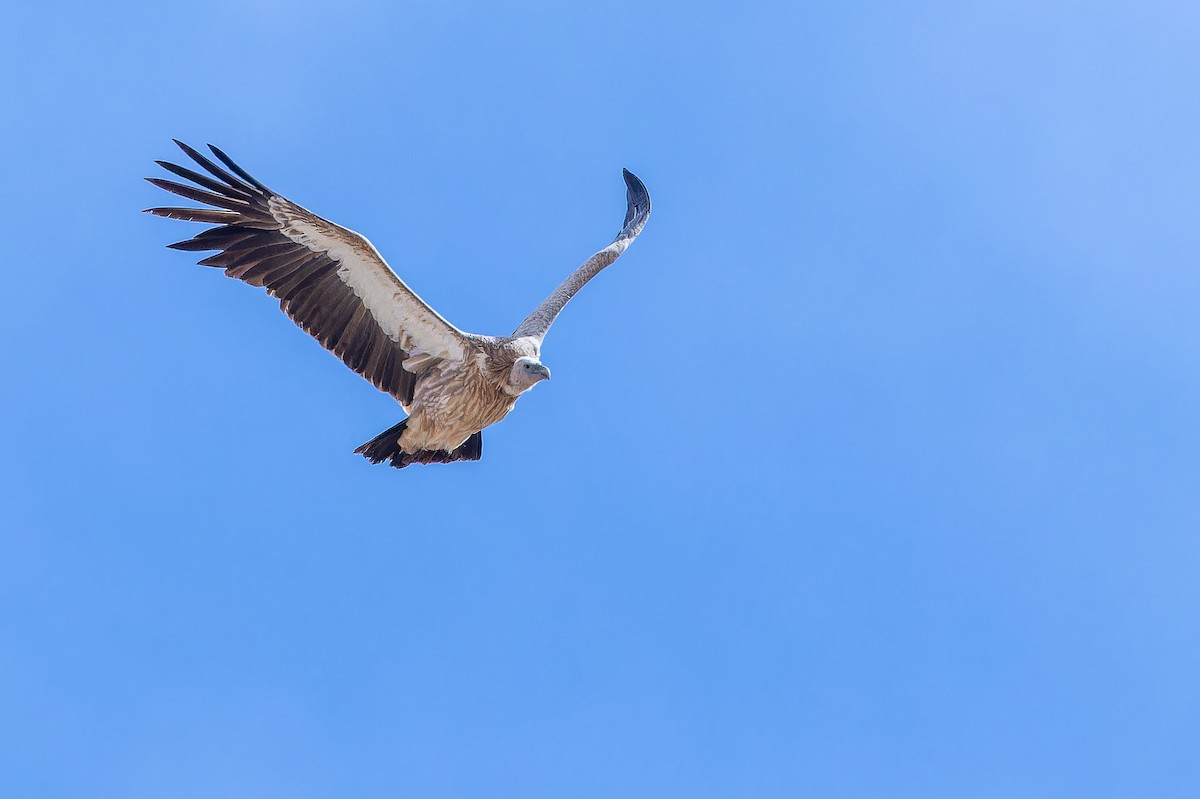 Schneegeier - ML644835489