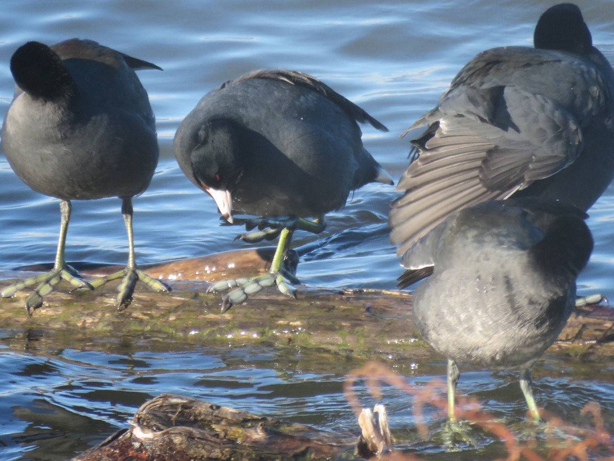 American Coot - ML644835491