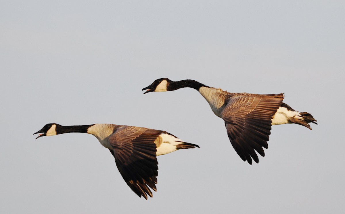 Canada Goose - ML644835496