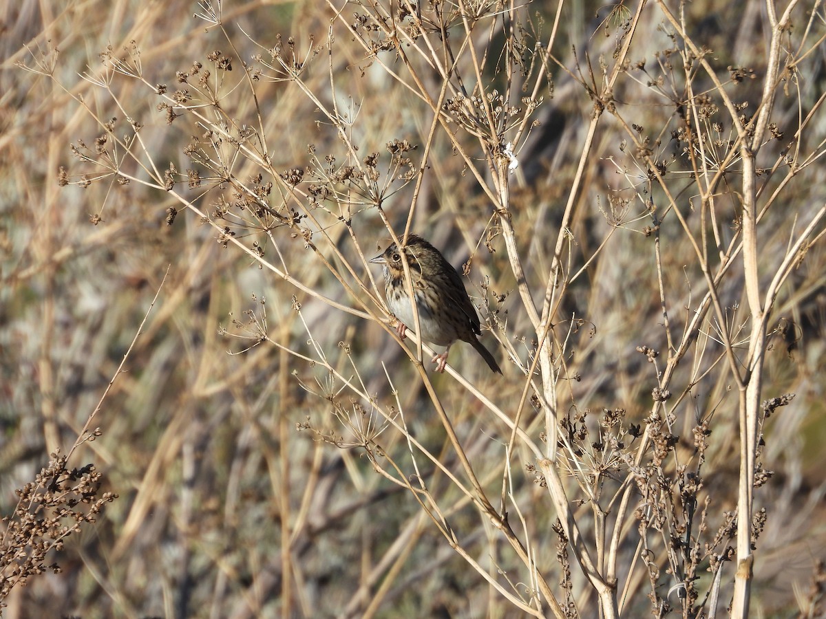 ヒメウタスズメ - ML644835500