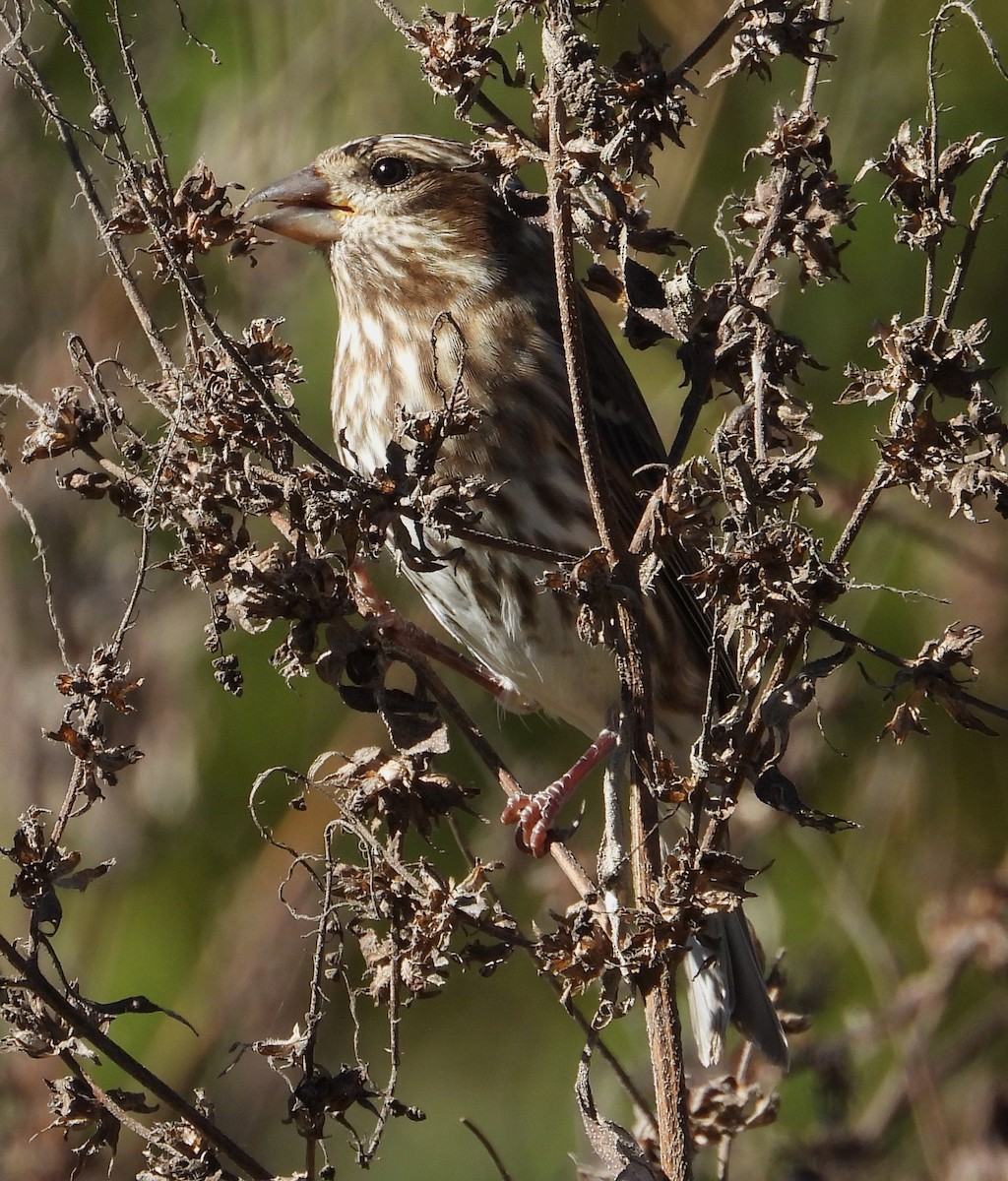 Чечевиця кармінова - ML644835502