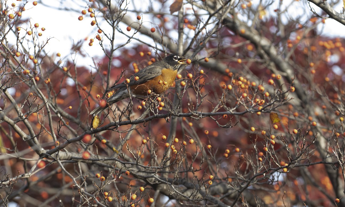 Странствующий дрозд - ML644835506
