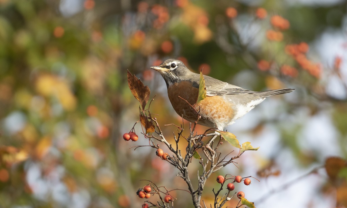 Странствующий дрозд - ML644835507