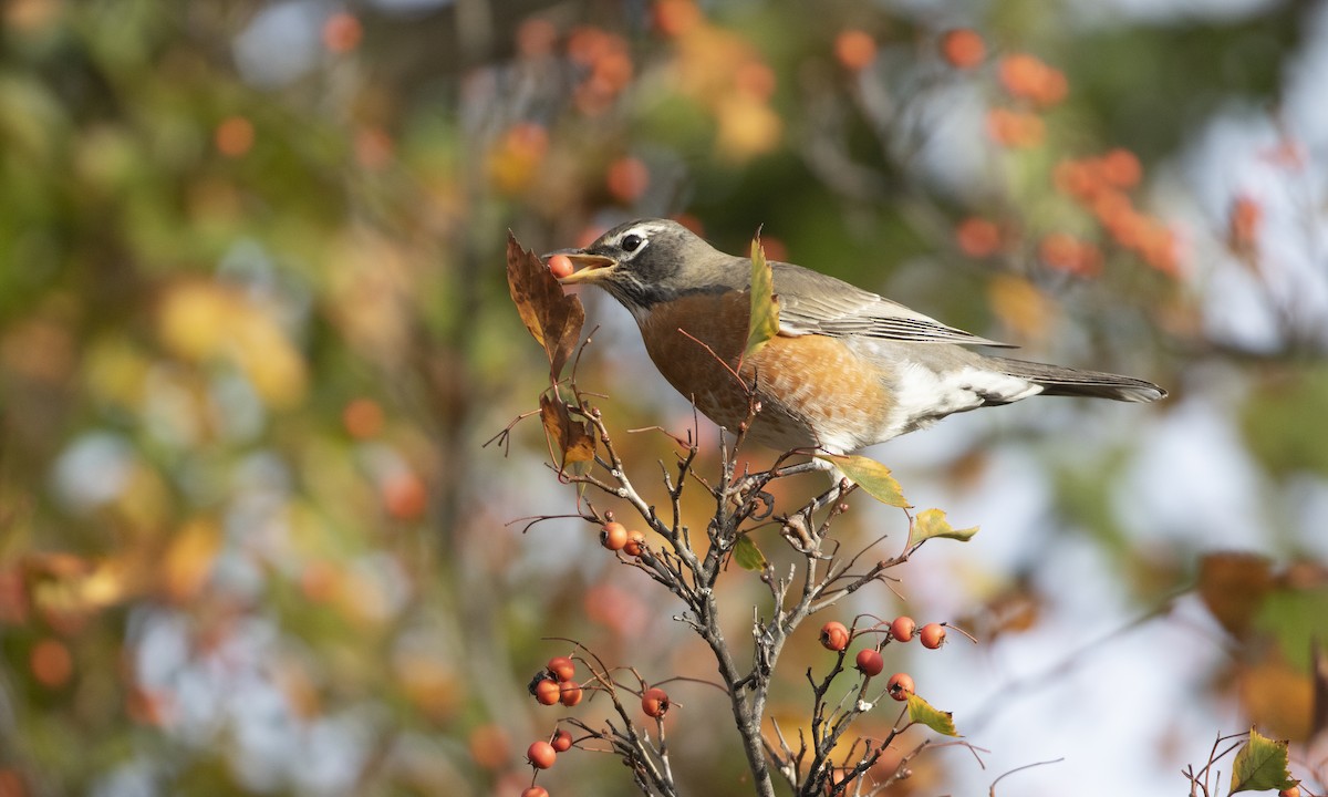 Странствующий дрозд - ML644835508