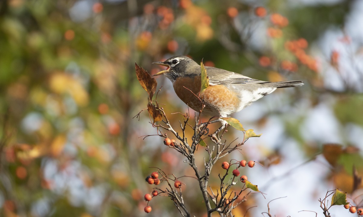 Странствующий дрозд - ML644835509