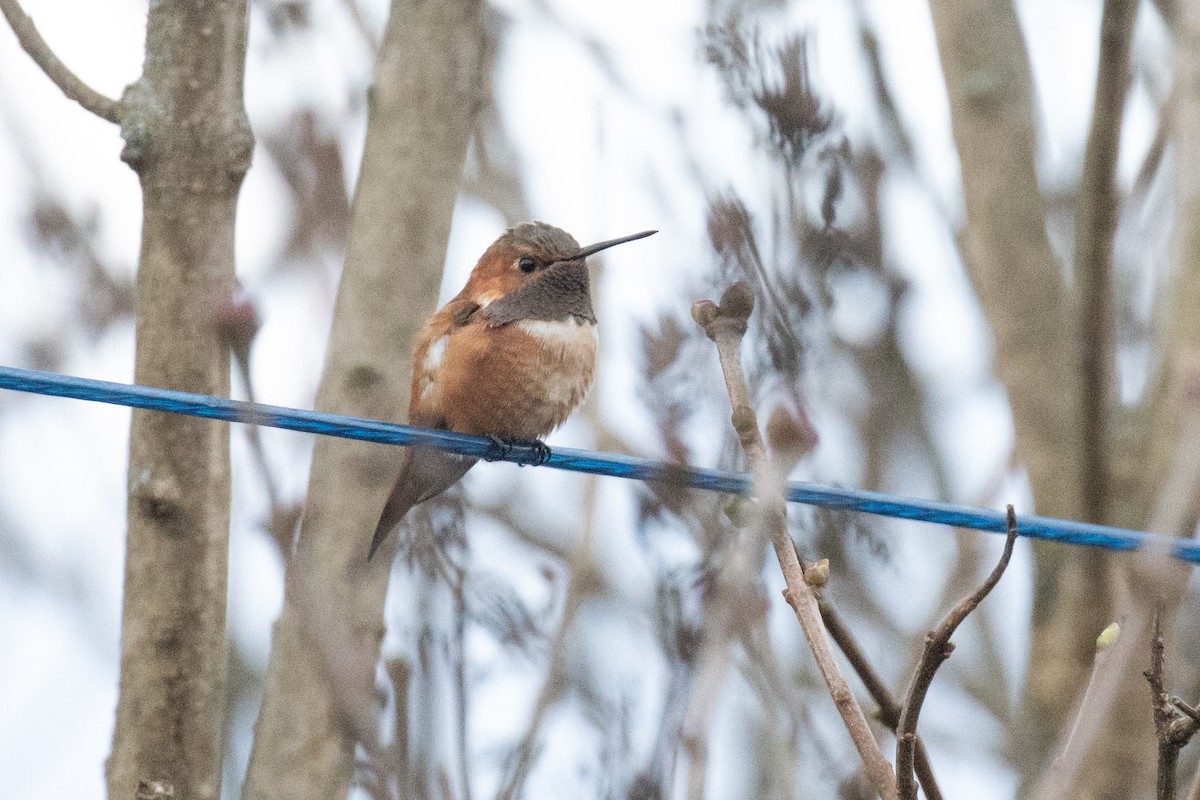 Rufous Hummingbird - ML644835528