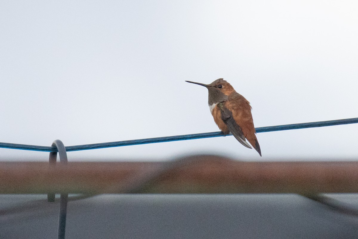 Rufous Hummingbird - ML644835529