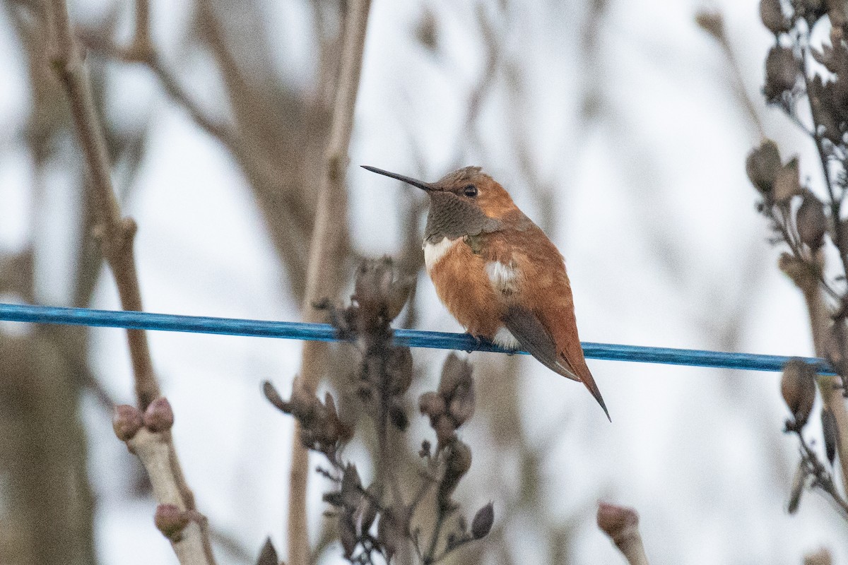 Rufous Hummingbird - ML644835530