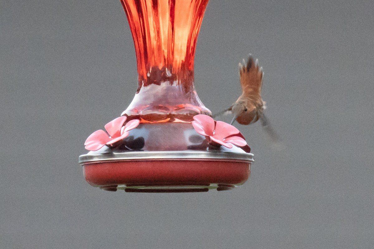 Rufous Hummingbird - ML644835531