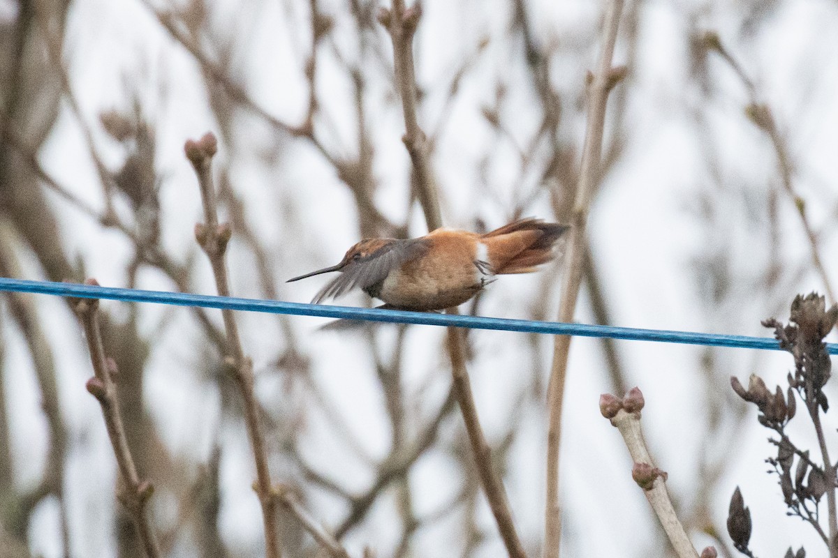 Rufous Hummingbird - ML644835532