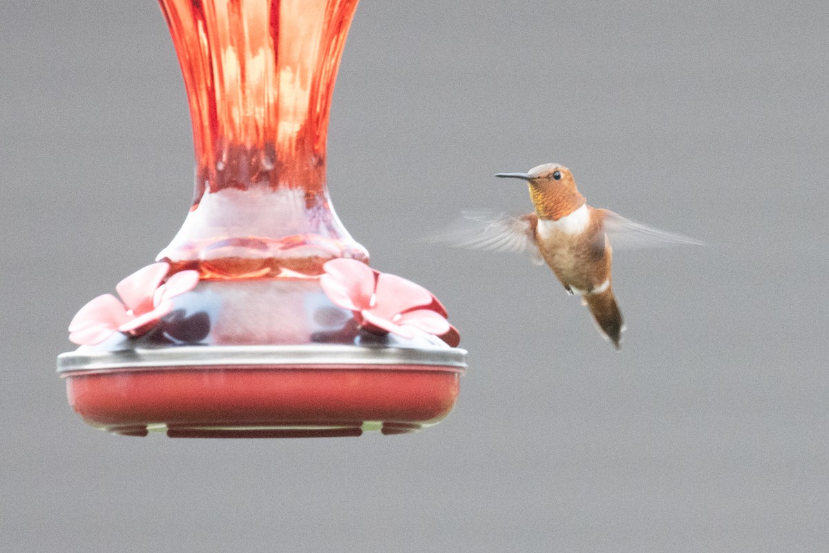 Rufous Hummingbird - ML644835533