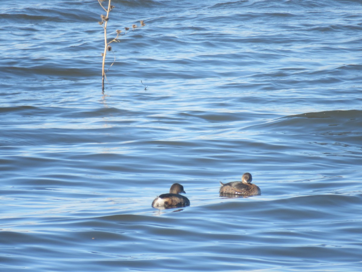 Pied-billed Grebe - ML644835539