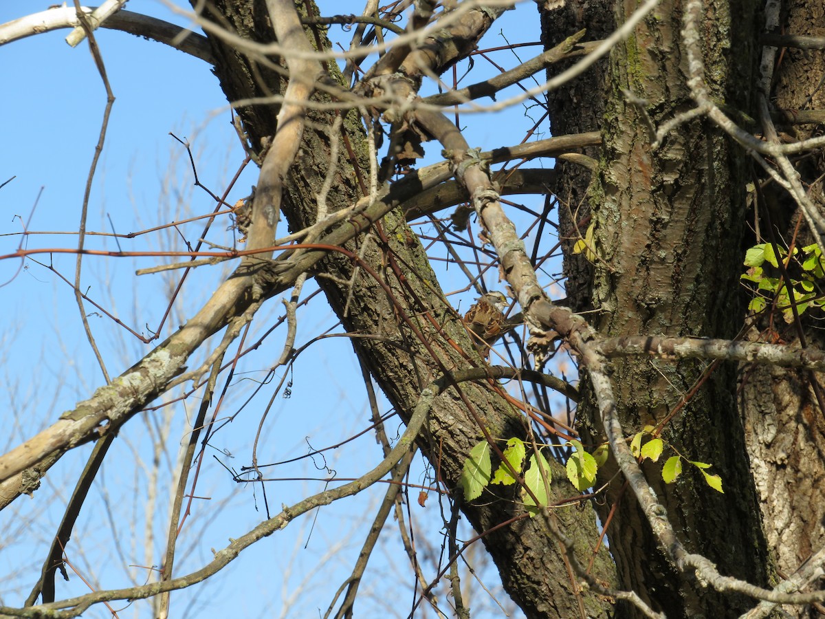 White-throated Sparrow - ML644835542