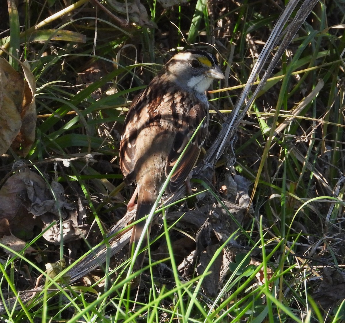 White-throated Sparrow - ML644835548