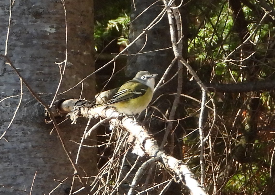 フタスジモズモドキ - ML644835550