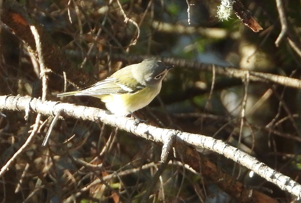 フタスジモズモドキ - ML644835551