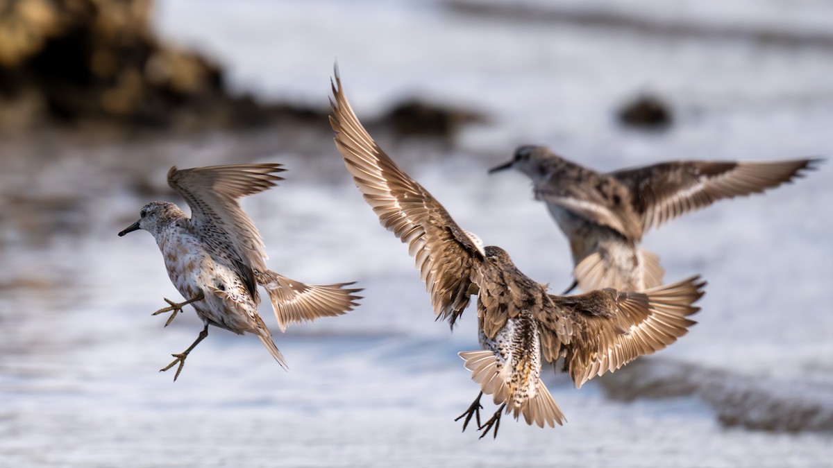 Исландский песочник - ML644835555