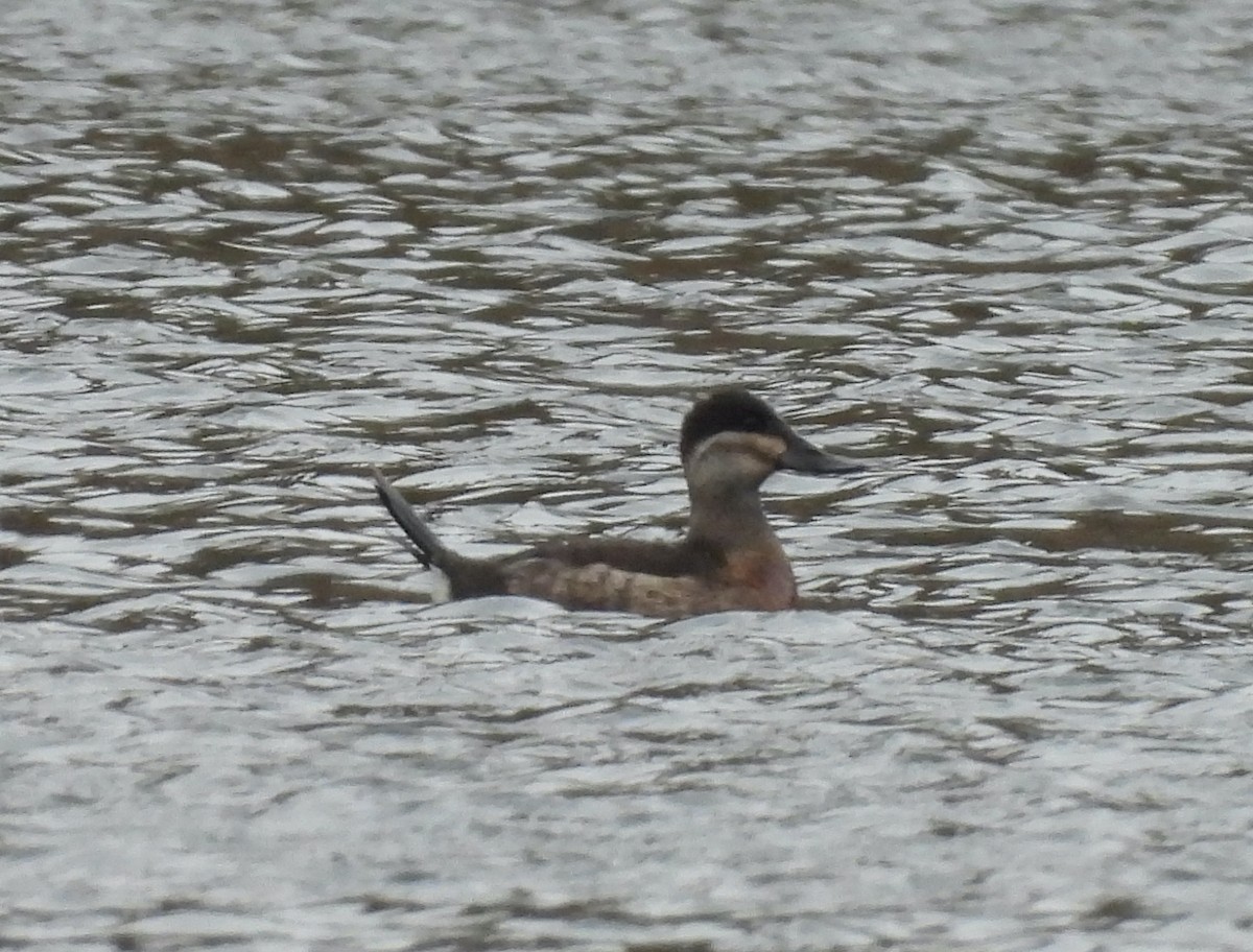 Американская савка - ML644835556