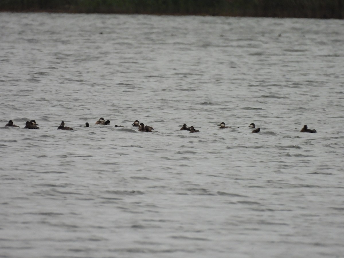 Американская савка - ML644835558