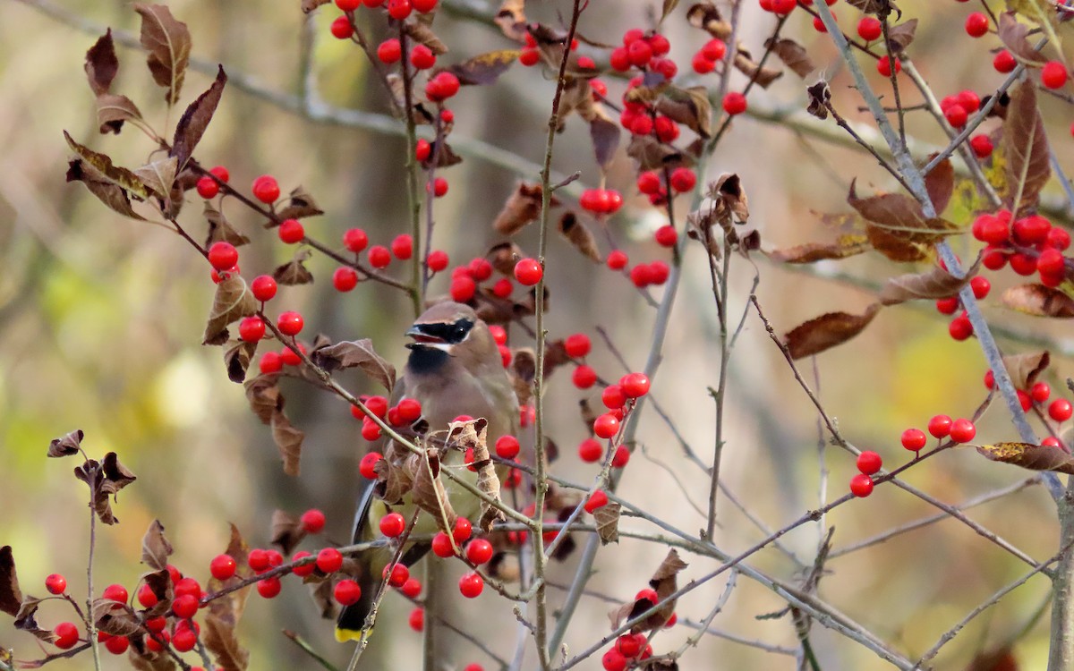 Cedar Waxwing - ML644835560
