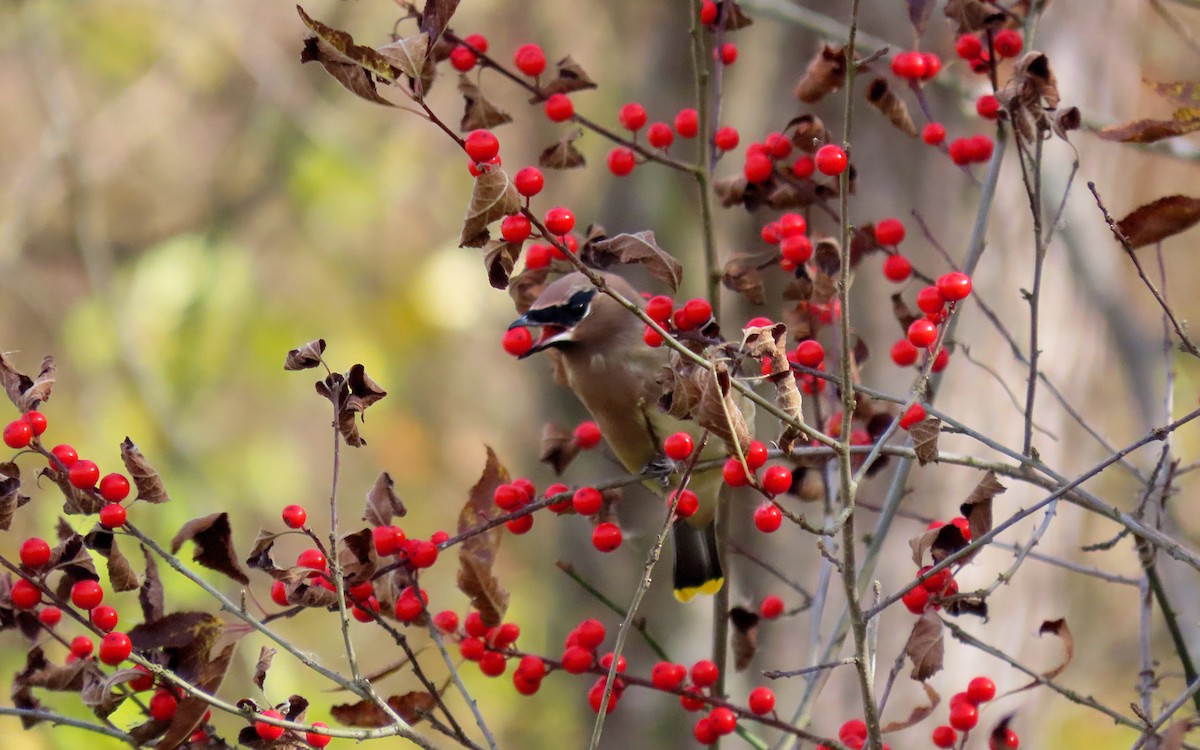 Cedar Waxwing - ML644835565