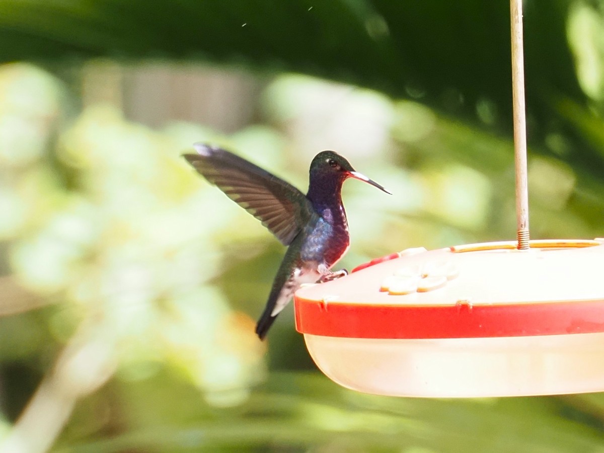 Sapphire-spangled Emerald - ML644835566