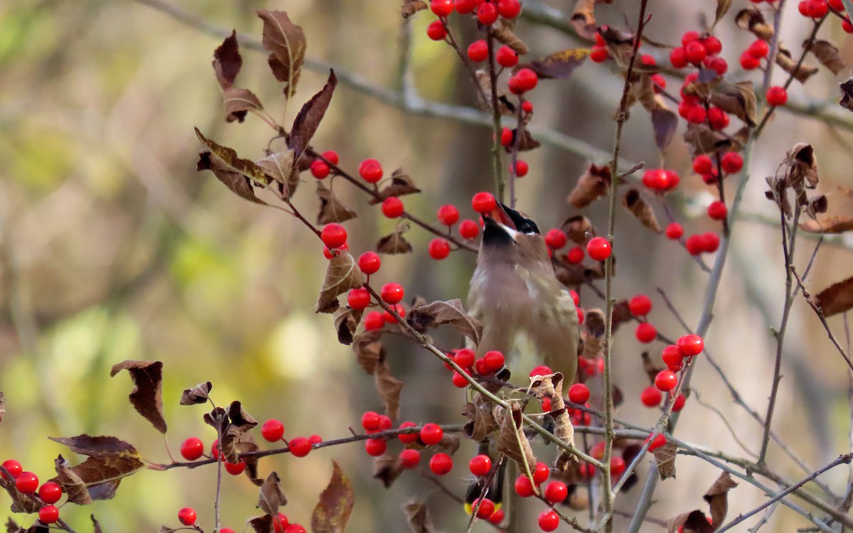 Cedar Waxwing - ML644835567