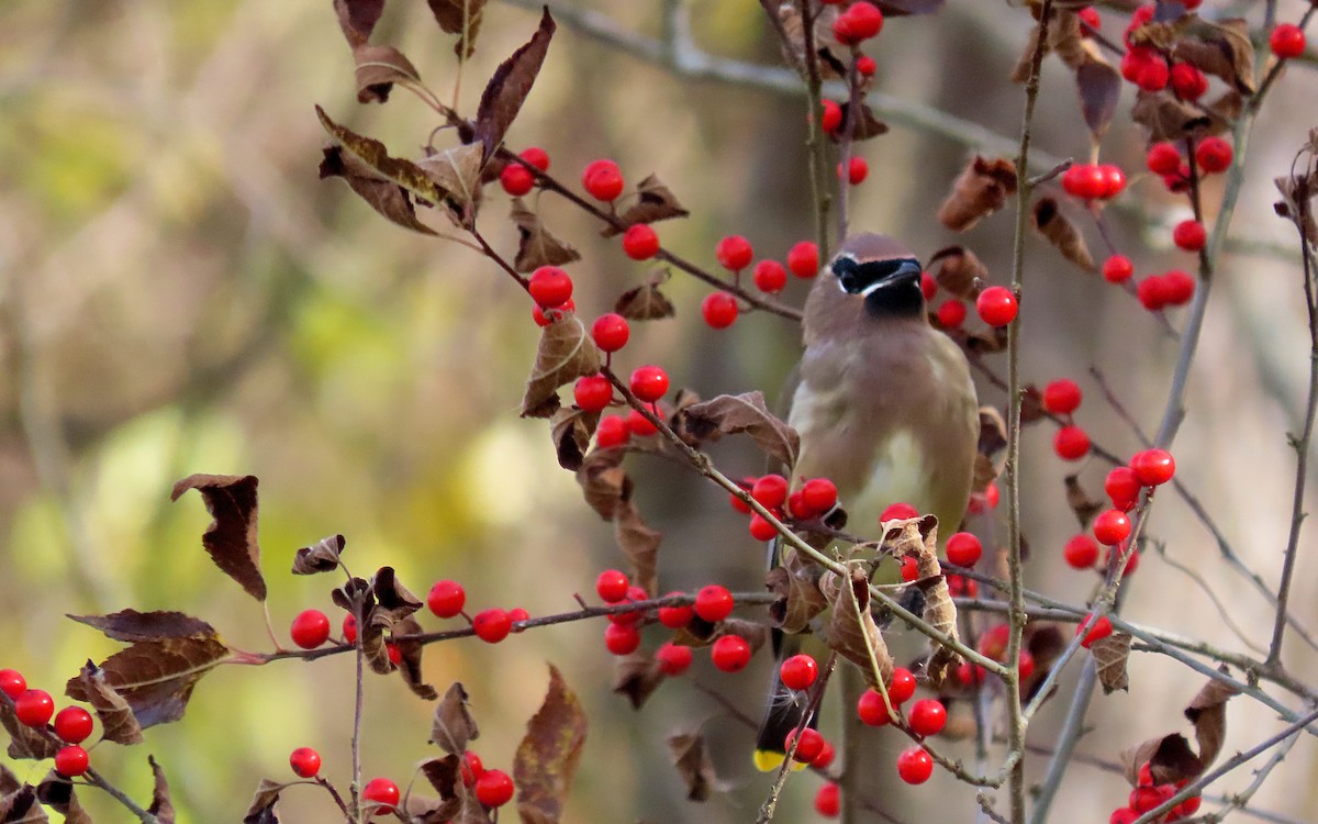 Cedar Waxwing - ML644835582