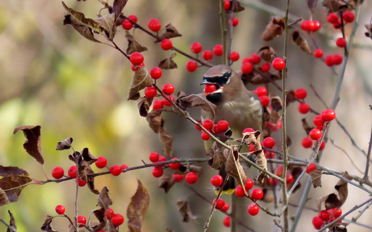 Cedar Waxwing - ML644835586