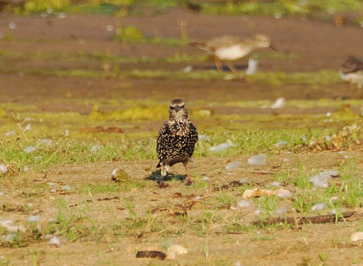זרזיר מצוי - ML644835588