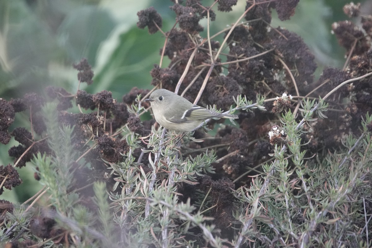 Ruby-crowned Kinglet - ML644835589